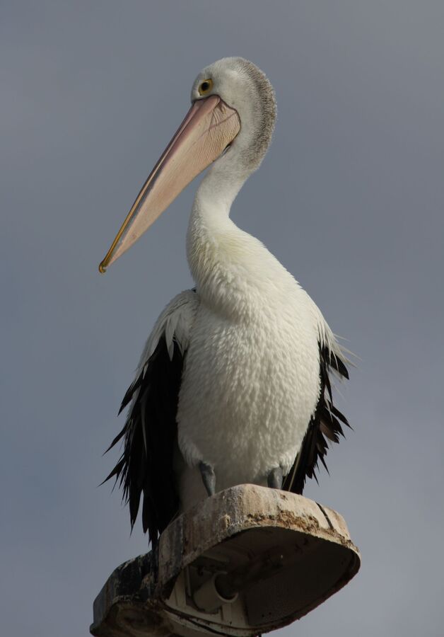 HC - Pelican in evening light -  Lesley Parsons